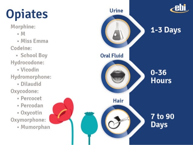 Is hydrocodone detected in drug screen