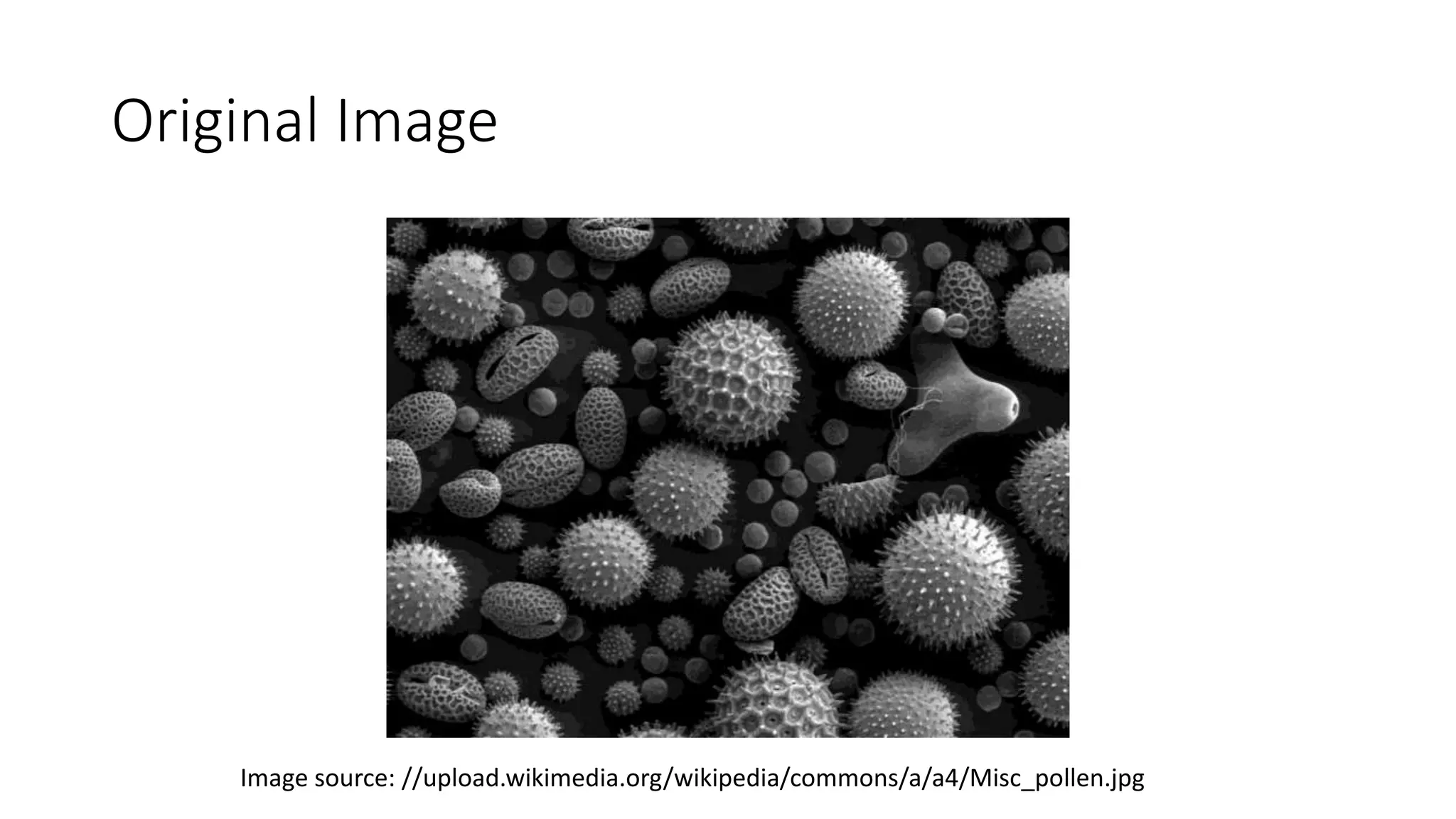 Original Image
Image source: //upload.wikimedia.org/wikipedia/commons/a/a4/Misc_pollen.jpg
 