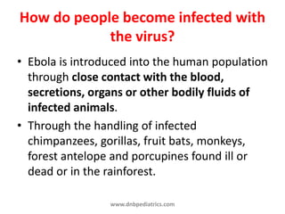 How do people become infected with
the virus?
• Ebola is introduced into the human population
through close contact with the blood,
secretions, organs or other bodily fluids of
infected animals.
• Through the handling of infected
chimpanzees, gorillas, fruit bats, monkeys,
forest antelope and porcupines found ill or
dead or in the rainforest.
www.dnbpediatrics.com
 