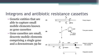 Endospores and bacterial nucleic acids | PPT