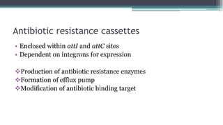 Endospores and bacterial nucleic acids | PPTX