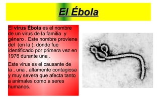 El ÉbolaEl Ébola
El virus Ébola es el nombre
de un virus de la familia y
género . Este nombre proviene
del (en la ), donde fue
identificado por primera vez en
1976 durante una .
Este virus es el causante de
la , una , altamente contagiosa
y muy severa que afecta tanto
a animales como a seres
humanos.
 