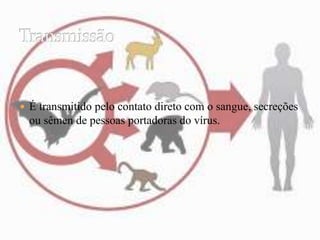  É transmitido pelo contato direto com o sangue, secreções 
ou sêmen de pessoas portadoras do vírus. 
 