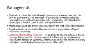 Pathogenesis 
• Ebola virus enters the body through mucous membranes, breaks in the 
skin, or parenterally. The pathogen infects many cell types, including 
monocytes, macrophages, dendritic cells, endothelial cells, fibroblasts, 
hepatocytes, adrenal cortical cells, and epithelial cells 
• Macrophages and dendritic cells are probably the first cells to be infected. 
• Rapid systemic spread is aided by virus-induced suppression of type I 
interferon responses 
• Systemic inflammatory response — In addition to causing extensive tissue 
damage, filoviruses also induce a systemic inflammatory syndrome by 
inducing the release of cytokines, chemokines, and other proinflammatory 
mediators from infected macrophages and other cells 
 
