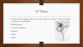 O Vírus 
• Existem cinco espécies do vírus ebola, (cada um recebe o nome de aonde 
começou sua epidemia): 
• Bundibungyo; 
• Costa do Marfim; 
• Reston; 
• Sutão; 
• Zaire. 
 