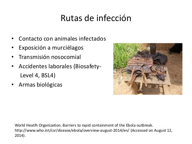 overview of ebola Ebola virus disease in nigeria occurred in 2014, a small part of the epidemic of ebola virus disease (commonly known as ebola) beginning in guinea that represented the first outbreak of the disease in a west african country previous outbreaks had been confined to countries in central africa. overview of ebola Ebola virus disease in nigeria occurred in 2014, a small part of the epidemic of ebola virus disease (commonly known as ebola) beginning in guinea that represented the first outbreak of the disease in a west african country previous outbreaks had been confined to countries in central africa.