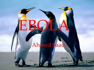 EBOLA 
Ahmed Saad 
 