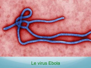 Le virus Ebola