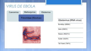 VIRUS DE EBOLA
 