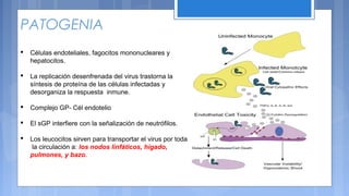  Células endoteliales, fagocitos mononucleares y
hepatocitos.
 La replicación desenfrenada del virus trastorna la
síntesis de proteína de las células infectadas y
desorganiza la respuesta inmune.
 Complejo GP- Cél endotelio
 El sGP interfiere con la señalización de neutrófilos.
 Los leucocitos sirven para transportar el virus por toda
la circulación a: los nodos linfáticos, hígado,
pulmones, y bazo.
PATOGENIA
 