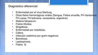 Diagnóstico diferencial:
• Enfermedad por el virus Marburg.
• Otras fiebre hemorrágicas virales (Dengue, Fiebre amarilla, FH Hantavirus,
FH Lassa, FH boliviana, venezolana, argentina).
• Malaria falciparum.
• Fiebre tifoidea.
• Shigellosis.
• Enfermedad por rickettsias.
• Cólera.
• Infección sistémica por gram-negativos.
• Borreliosis.
• Leptospirosis.
• Fiebre Q.
 