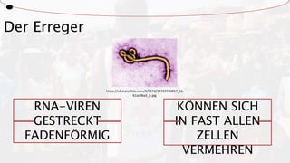 Der Erreger
https://c2.staticflickr.com/6/5572/14723720857_bb
b1ac06a5_b.jpg
RNA-VIREN
GESTRECKT
FADENFÖRMIG
KÖNNEN SICH
IN FAST ALLEN
ZELLEN
VERMEHREN
 