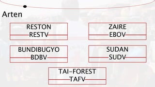 Arten
BUNDIBUGYO
BDBV
RESTON
RESTV
SUDAN
SUDV
ZAIRE
EBOV
TAI-FOREST
TAFV
 