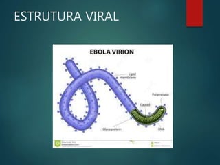 ESTRUTURA VIRAL
 