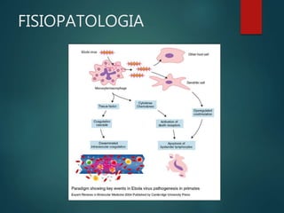 FISIOPATOLOGIA
 