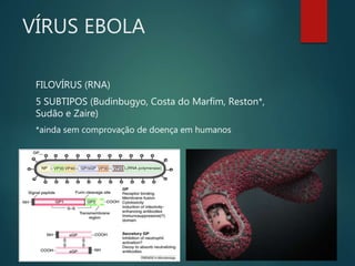 VÍRUS EBOLA
FILOVÍRUS (RNA)
5 SUBTIPOS (Budinbugyo, Costa do Marfim, Reston*,
Sudão e Zaire)
*ainda sem comprovação de doença em humanos
 