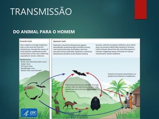 TRANSMISSÃO
DO ANIMAL PARA O HOMEM
 