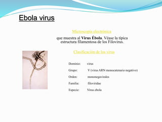 Ebola virus
Microscopía electrónica
que muestra al Virus Ébola. Véase la típica
estructura filamentosa de los Filovirus.
Clasificación de los virus
Dominio: virus
Grupo: V (virus ARN monocatenario negativo)
Orden: mononegavirales
Familia: filoviridae
Especie: Virus ebola
 