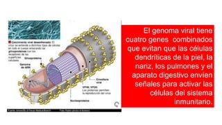 El genoma viral tiene
cuatro genes combinados
que evitan que las células
dendríticas de la piel, la
nariz, los pulmones y el
aparato digestivo envíen
señales para activar las
células del sistema
inmunitario.
 