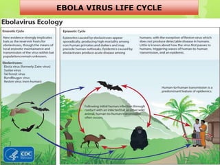 EBOLA VIRUS LIFE CYCLE
 