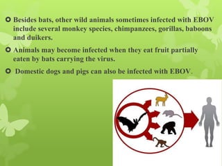 Besides bats, other wild animals sometimes infected with EBOV
include several monkey species, chimpanzees, gorillas, baboons
and duikers.
 Animals may become infected when they eat fruit partially
eaten by bats carrying the virus.
 Domestic dogs and pigs can also be infected with EBOV.
 