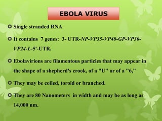  Single stranded RNA
 It contains 7 genes: 3- UTR-NP-VP35-VP40-GP-VP30-
VP24-L-5'-UTR.
 Ebolavirions are filamentous particles that may appear in
the shape of a shepherd's crook, of a "U" or of a "6,"
 They may be coiled, toroid or branched.
 They are 80 Nanometers in width and may be as long as
14,000 nm.
EBOLA VIRUS
 