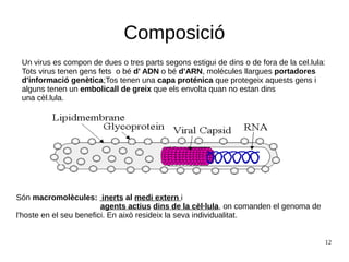 12
Composició
Un virus es compon de dues o tres parts segons estigui de dins o de fora de la cel.lula:
Tots virus tenen gens fets o bé d' ADN o bé d'ARN, molécules llargues portadores
d'informació genètica;Tos tenen una capa proténica que protegeix aquests gens i
alguns tenen un embolicall de greix que els envolta quan no estan dins
una cèl.lula.
Són macromolècules: inerts al medi extern i
agents actius dins de la cèl·lula, on comanden el genoma de
l'hoste en el seu benefici. En això resideix la seva individualitat.
 