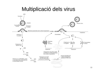 13
Multiplicació dels virus
 
