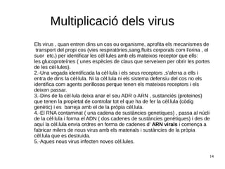 14
Multiplicació dels virus
Els virus , quan entren dins un cos ou organisme, aprofita els mecanismes de
transport del propi cos (vies respiratòries,sang,fluits corporals com l'orina , el
suor etc.) per identificar les cèl·lules amb els mateixos receptor que ells:
les glucoproteínes ( unes espècies de claus que serveixen per obrir les portes
de les cèl·lules).
2.-Una vegada identificada la cèl·lula i els seus receptors ,s'aferra a ells i
entra de dins la cèl·lula. Ni la cèl.lula ni els sistema defensiu del cos no els
identifica com agents perillosos perque tenen els mateixos receptors i els
deixen passar.
3.-Dins de la cèl·lula deixa anar el seu ADR o ARN , sustanciés (proteines)
que tenen la propietat de controlar tot el que ha de fer la cèl.lula (còdig
genètic) i es barreja amb el de la pròpia cèl.lula.
4.-El RNA contaminat ( una cadena de sustàncies genetiques) , passa al núcli
de la cèl·lula i forma el ADN ( dos cadenes de sustàncies genétiques) i des de
aquí la cèl.lula envia ordres en forma de cadenes d' ARN virals i comença a
fabricar milers de nous virus amb els materials i sustàncies de la pròpia
cèl.lula que es destruida.
5.-Aques nous virus infecten noves cèl.lules.
 