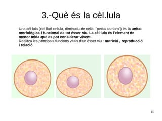 15
3.-Què és la cèl.lula
Una cèl·lula (del llatí cellula, diminutiu de cella, "petita cambra") és la unitat
morfològica i funcional de tot ésser viu. La cèl·lula és l'element de
menor mida que es pot considerar vivent.
Realitza les principals funcions vitals d'un ésser viu : nutrició , reproducció
i relació
 