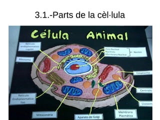 16
3.1.-Parts de la cèl·lula
 