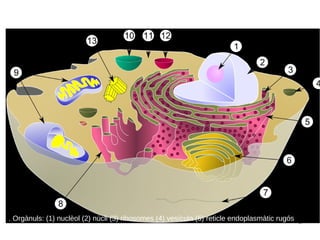 17
. Orgànuls: (1) nuclèol (2) núcli (3) ribosomes (4) vesícula (5) reticle endoplasmàtic rugós
(REr) (6) aparell de Golgi (7) citosquelet (8) reticle endoplasmàtic llis (REl) (9) mitocondris
(10) vacúol (11) citoplasma (12) lisosoma (13) centríols.
 