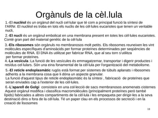 18
Orgànuls de la cèl.lula
2.-El nucli és un orgànul embolicat en una membrana present en totes les cèl·lules eucariotes.
Conté gran part del material genètic de la cèl·lula
1.-El nuclèol és un orgànul del nucli cel·lular que té com a principal funció la síntesi de
l'ARNr. El nuclèol es troba en tots els nuclis de les cèl·lules eucariotes que tenen un veritable
nucli,
3.-Els ribosomes són orgànuls no membranosos molt petits. Els ribosomes reuneixen les vint
molècules específiques d’aminoàcids per formar proteïnes determinades per seqüències de
molècules de RNA. El DNA és utilitzat per fabricar RNA, que al seu torn s’utilitza
per formar proteïnes.
4.-La vesícula :La funció de les vesícules és emmagatzemar, transportar i digerir productes i
resídus cel·lulars. Són una eina fonamental de la cèl·lula per l'organització del metabolisme.
5.-El reticle endoplasmàtic rugós està format per sistemes de túbuls aplanats i ribosomes
adherits a la membrana cosa que li dóna un aspecte granular.
La funció d'aquest tipus de reticle endoplasmàtic és la síntesi , fabricació de proteïnes que
seran enviades cap a l'exterior de les cèl·lules.
6.-L'aparell de Golgi consisteix en una col·lecció de sacs membranosos anomenats cisternes
Aquest orgànul modifica i classifica macromolècules (principalment proteïnes però també
lípids) fabricades a altres compartiments de la cèl·lula i les empaqueta per dirigir-les a la seva
destinació dins o fora de la cèl·lula. Té un paper clau en els processos de secreció i en la
creació de lisosomes
 