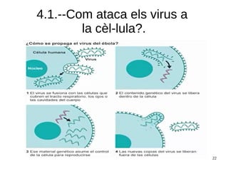 22
4.1.--Com ataca els virus a
la cèl-lula?.
 