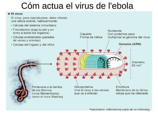 23
Cóm actua el virus de l'ebola
 
