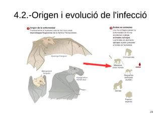 24
4.2.-Origen i evolució de l'infecció
 