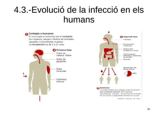 26
4.3.-Evolució de la infecció en els
humans
 