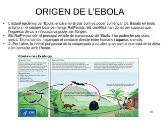 30
ORIGEN DE L'EBOLA
● L'actual epidèmia de l'Ebola, encara no té clar com va poder començar tot. Basats en brots
anteriors i el costum local de menjar RatPenats, els científics han donat per suposat que
l'inguesta de carn infectada va poder ser l'origen.
● Els RatPenats són el principal vehicle de transmissió del Ebola. I ho poden fer per dues
vies:1.-D'una banda, mitjançant el contacte directe entre humans i aquests animals.
● 2.-Per l'altre, la infeció pot passar de la ratapinyada a un altre gran animal que está en la dieta
o en contacte amb l'home.
 