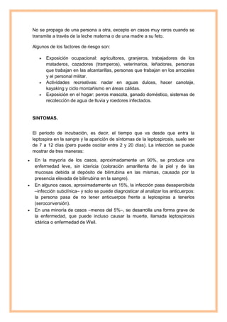 No se propaga de una persona a otra, excepto en casos muy raros cuando se 
transmite a través de la leche materna o de una madre a su feto. 
Algunos de los factores de riesgo son: 
 Exposición ocupacional: agricultores, granjeros, trabajadores de los 
mataderos, cazadores (tramperos), veterinarios, leñadores, personas 
que trabajan en las alcantarillas, personas que trabajan en los arrozales 
y el personal militar. 
 Actividades recreativas: nadar en aguas dulces, hacer canotaje, 
kayaking y ciclo montañismo en áreas cálidas. 
 Exposición en el hogar: perros mascota, ganado doméstico, sistemas de 
recolección de agua de lluvia y roedores infectados. 
SINTOMAS. 
El periodo de incubación, es decir, el tiempo que va desde que entra la 
leptospira en la sangre y la aparición de síntomas de la leptospirosis, suele ser 
de 7 a 12 días (pero puede oscilar entre 2 y 20 días). La infección se puede 
mostrar de tres maneras: 
 En la mayoría de los casos, aproximadamente un 90%, se produce una 
enfermedad leve, sin ictericia (coloración amarillenta de la piel y de las 
mucosas debida al depósito de bilirrubina en las mismas, causada por la 
presencia elevada de bilirrubina en la sangre). 
 En algunos casos, aproximadamente un 15%, la infección pasa desapercibida 
–infección subclínica– y solo se puede diagnosticar al analizar los anticuerpos: 
la persona pasa de no tener anticuerpos frente a leptospiras a tenerlos 
(seroconversión). 
 En una minoría de casos –menos del 5%–, se desarrolla una forma grave de 
la enfermedad, que puede incluso causar la muerte, llamada leptospirosis 
ictérica o enfermedad de Weil. 
