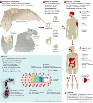 Ebola una pandemia
