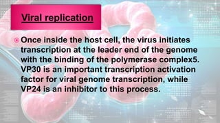  Once inside the host cell, the virus initiates
transcription at the leader end of the genome
with the binding of the polymerase complex5.
VP30 is an important transcription activation
factor for viral genome transcription, while
VP24 is an inhibitor to this process.
 