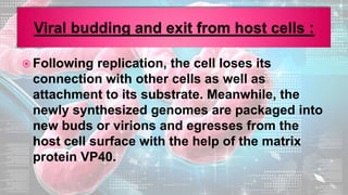  Following replication, the cell loses its
connection with other cells as well as
attachment to its substrate. Meanwhile, the
newly synthesized genomes are packaged into
new buds or virions and egresses from the
host cell surface with the help of the matrix
protein VP40.
 