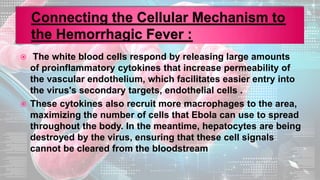  The white blood cells respond by releasing large amounts
of proinflammatory cytokines that increase permeability of
the vascular endothelium, which facilitates easier entry into
the virus's secondary targets, endothelial cells .
 These cytokines also recruit more macrophages to the area,
maximizing the number of cells that Ebola can use to spread
throughout the body. In the meantime, hepatocytes are being
destroyed by the virus, ensuring that these cell signals
cannot be cleared from the bloodstream
 