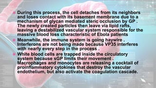  During this process, the cell detaches from its neighbors
and loses contact with its basement membrane due to a
mechanism of glycan mediated steric occlusion by GP .
The newly created particles then leave via lipid rafts,
leaving a destabilized vascular system responsible for the
massive blood loss characteristic of Ebola patients
 Meanwhile, the immune system is going haywire .
Interferons are not being made because VP35 interferes
with nearly every step in the process .
 White blood cells are trapped inside the circulatory
system because sGP limits their movement .
Macrophages and monocytes are releasing a cocktail of
proinflammatory cytokines that destroy the vascular
endothelium, but also activate the coagulation cascade.
 
