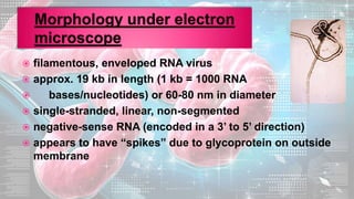  filamentous, enveloped RNA virus
 approx. 19 kb in length (1 kb = 1000 RNA
 bases/nucleotides) or 60-80 nm in diameter
 single-stranded, linear, non-segmented
 negative-sense RNA (encoded in a 3’ to 5’ direction)
 appears to have “spikes” due to glycoprotein on outside
membrane
 