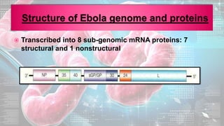  Transcribed into 8 sub-genomic mRNA proteins: 7
structural and 1 nonstructural
 