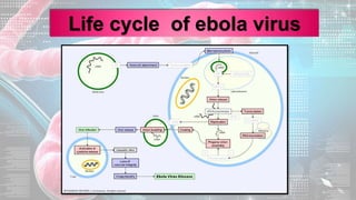 Life cycle of ebola virus
 
