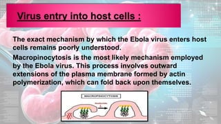 The exact mechanism by which the Ebola virus enters host
cells remains poorly understood.
Macropinocytosis is the most likely mechanism employed
by the Ebola virus. This process involves outward
extensions of the plasma membrane formed by actin
polymerization, which can fold back upon themselves.
 