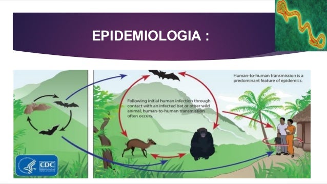 Ebola 2014 ,fiebre hemorragicas, brote ebola , grupo zaire ...