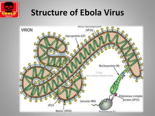 Structure of Ebola Virus
 